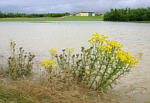 Floods near Carterton