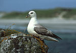 Fulmar at Sandaig