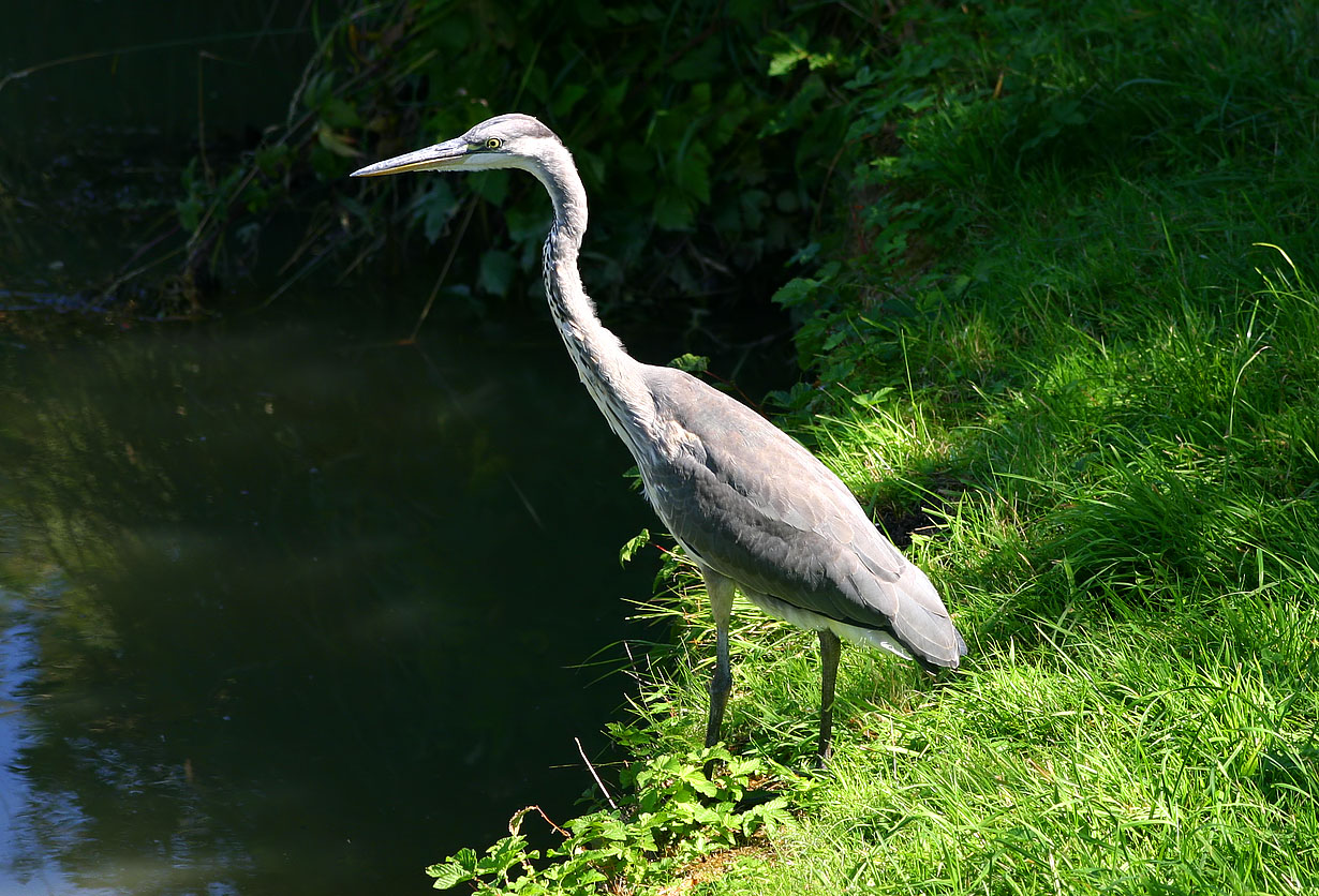 Heron at Crofton 23 August 2016