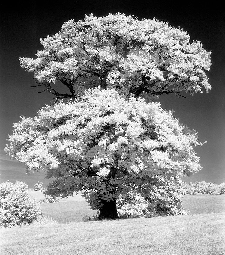 Tree near Midgham